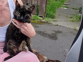 Abandoned tortie