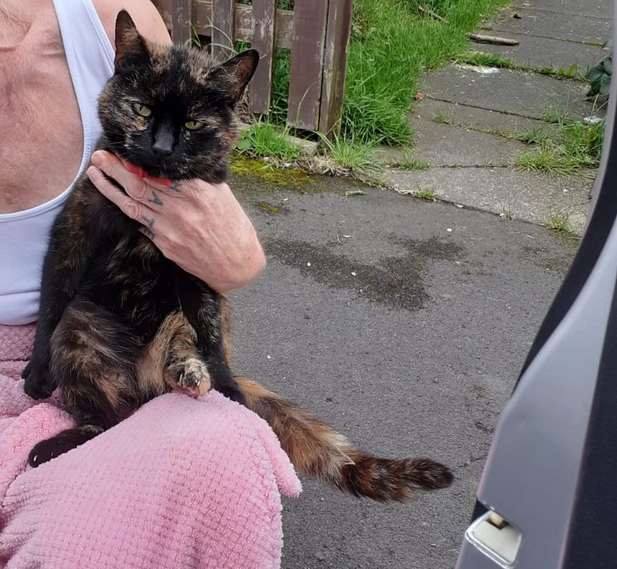 Tortie being held on someone's lap