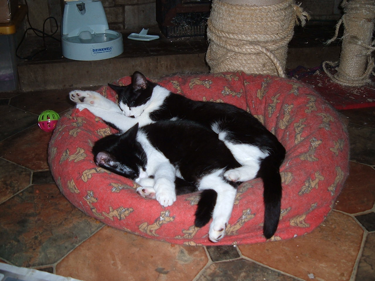 Bill and Ben sleeping on a bean bag together