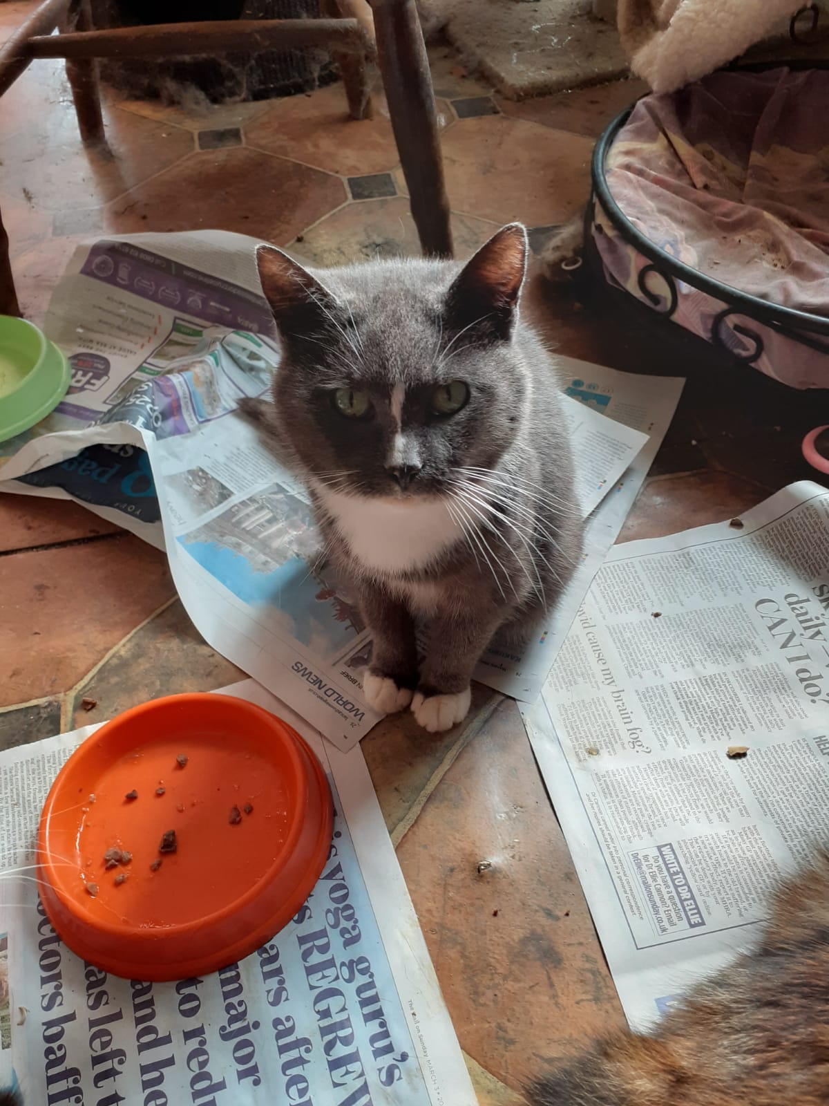 Misty sat by a food bowl
